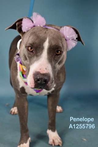 *PENELOPE Image