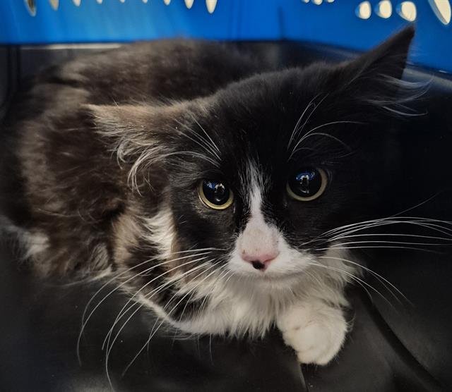 A1243028 - Domestic Short Hair available for adoption