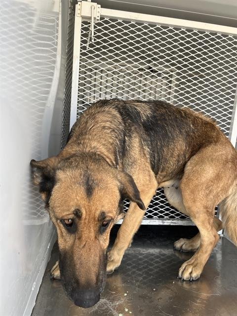 *ELECTABUZZ - German Shepherd Dog available for adoption