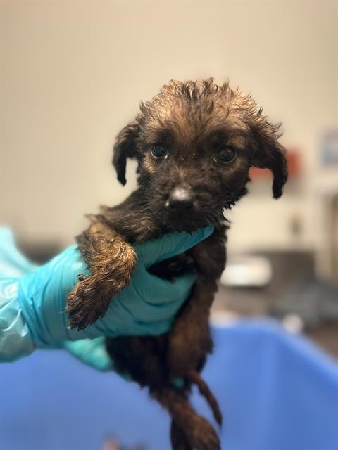 CHICKEN - Husky available for adoption