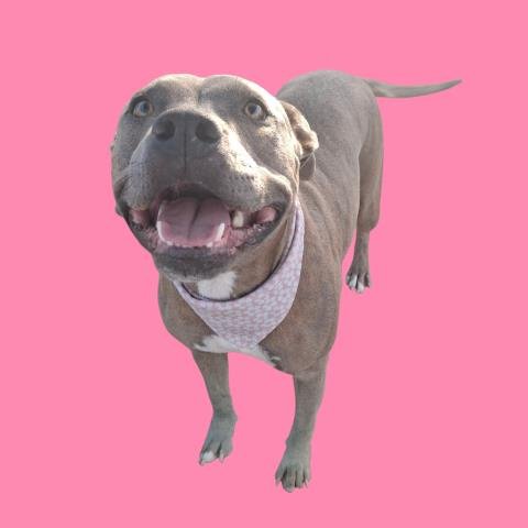 *MOTHER - Pit Bull Terrier available for adoption