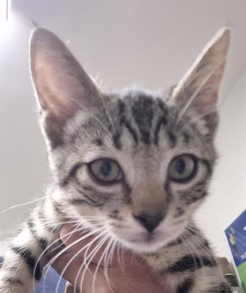 *SEAMUS - Domestic Short Hair available for adoption