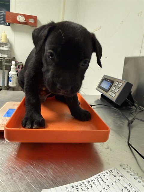 *MR. BEAN - Pit Bull Terrier available for adoption
