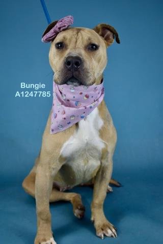 *BUNGIE - Pit Bull Terrier available for adoption