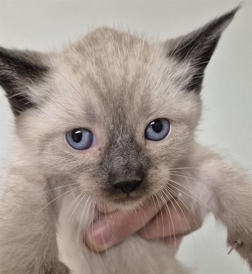 A1248169 - Domestic Short Hair available for adoption