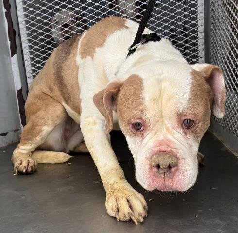 *BIP - American Bulldog available for adoption