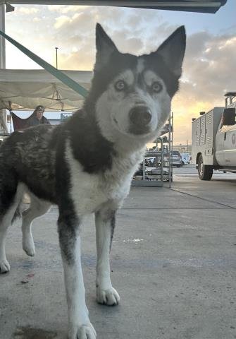 *BETHANY - Siberian Husky available for adoption