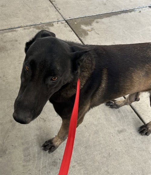 *STEVEN - Belgian Shepherd Malinois available for adoption