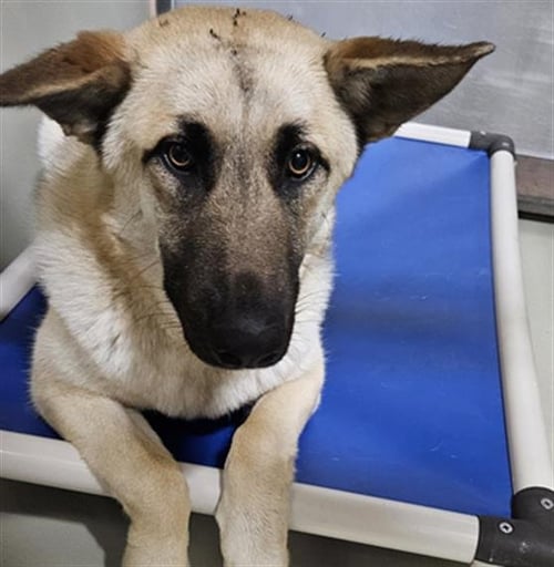 *ZEEK - German Shepherd Dog / Siberian Husky available for adoption