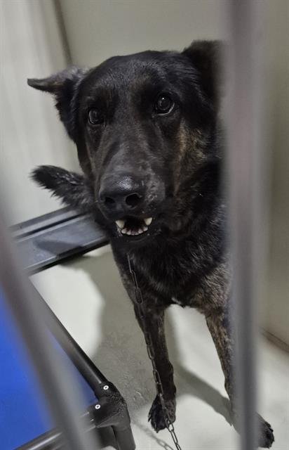 BLUE - Dutch Shepherd available for adoption