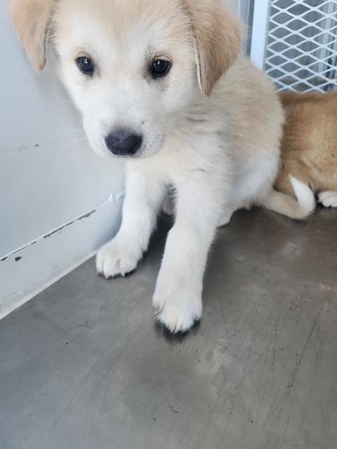 A1239696 - German Shepherd Dog available for adoption