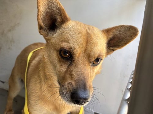 *CALVIN - Chihuahua available for adoption