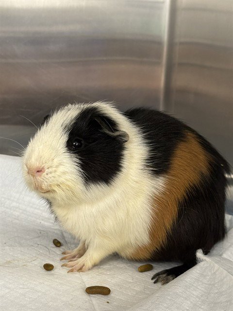 A1258823 - Guinea Pig available for adoption