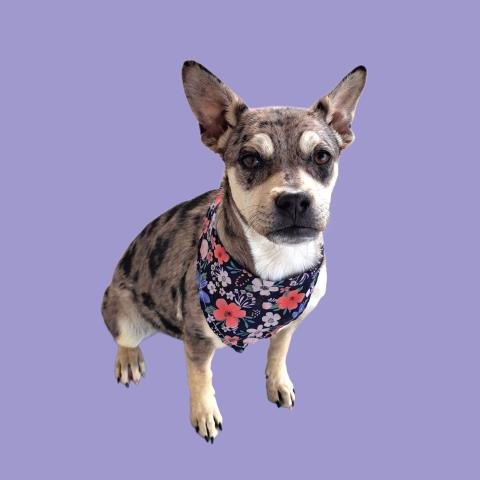 *TULIP - Chihuahua available for adoption