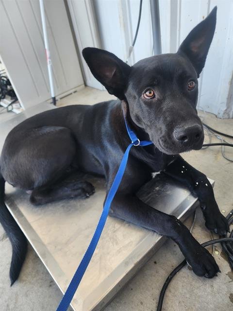 *ALBATROSS - Labrador Retriever / German Shepherd Dog available for adoption