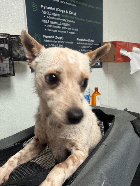 *LINDA - Chihuahua available for adoption