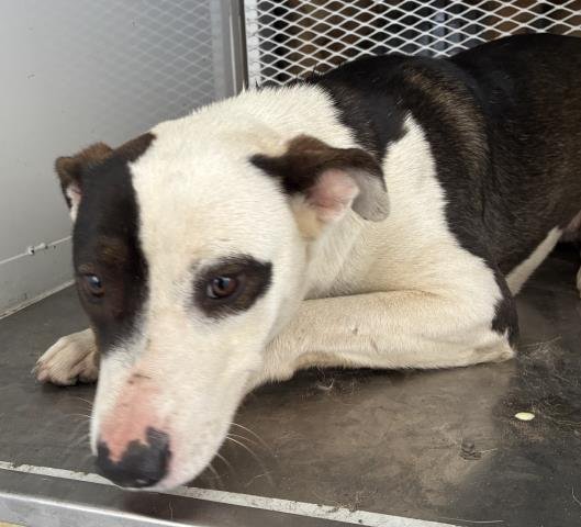 *ANNIE - Pit Bull Terrier available for adoption