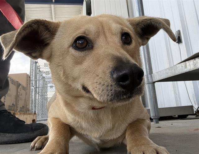 A1239214 - Chihuahua available for adoption