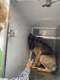 *SIMBA - Photo 1