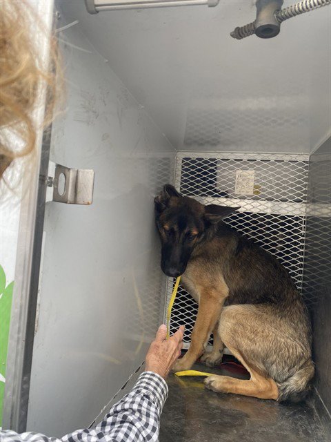 *SIMBA - German Shepherd Dog available for adoption