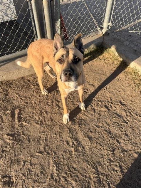 *DELTA - Pit Bull Terrier available for adoption