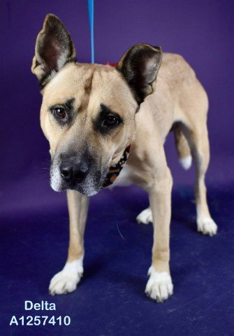 *DELTA - Pit Bull Terrier available for adoption