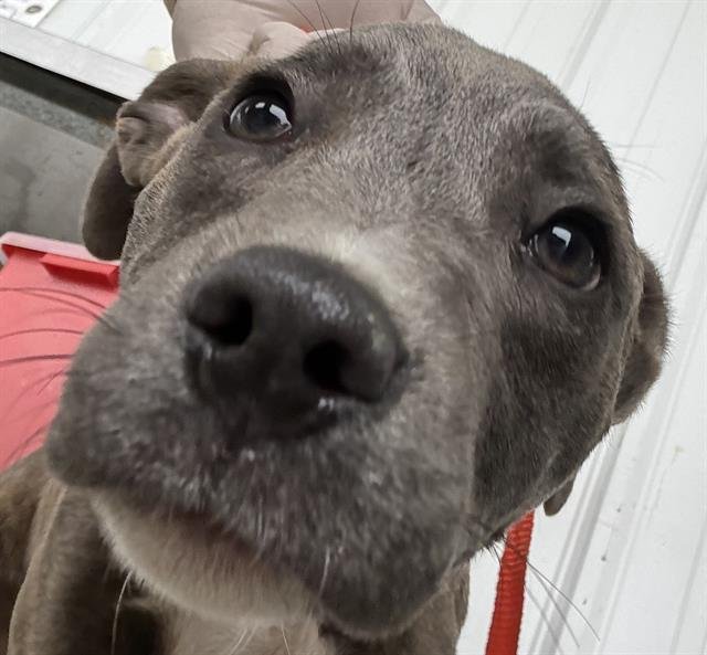 A1239131 - Pit Bull Terrier available for adoption