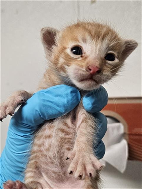 *CONCHA - Domestic Short Hair available for adoption