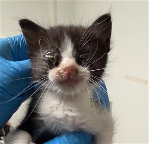 LITTLE SISTER - Domestic Short Hair available for adoption