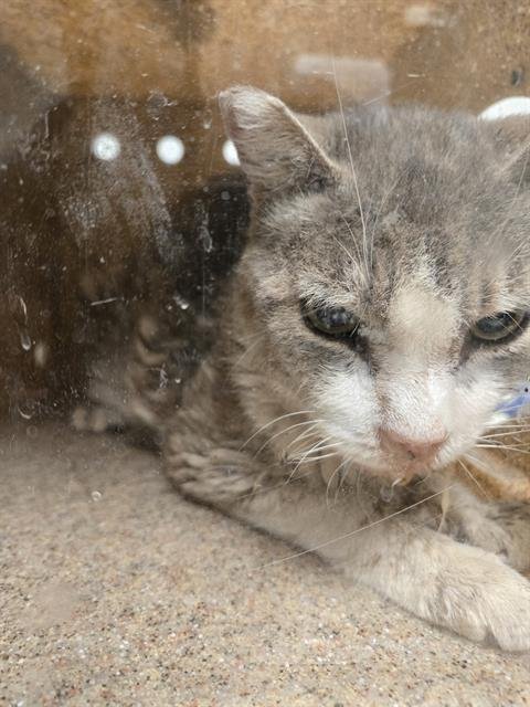 A1249611 - Domestic Short Hair available for adoption