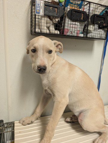 PUP 15 - Pit Bull Terrier available for adoption