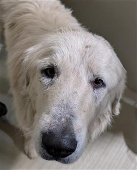 *ZEUS* - Great Pyrenees available for adoption