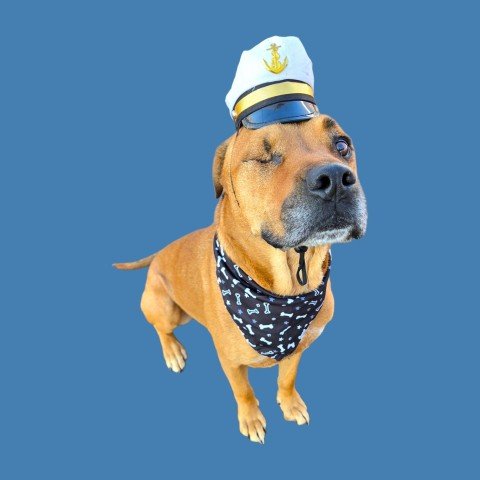 CAPTAIN MILO - Pit Bull Terrier available for adoption