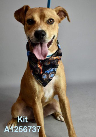 *KIT - Beagle available for adoption