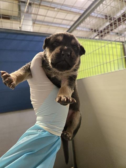 A1239216 - German Shepherd Dog available for adoption