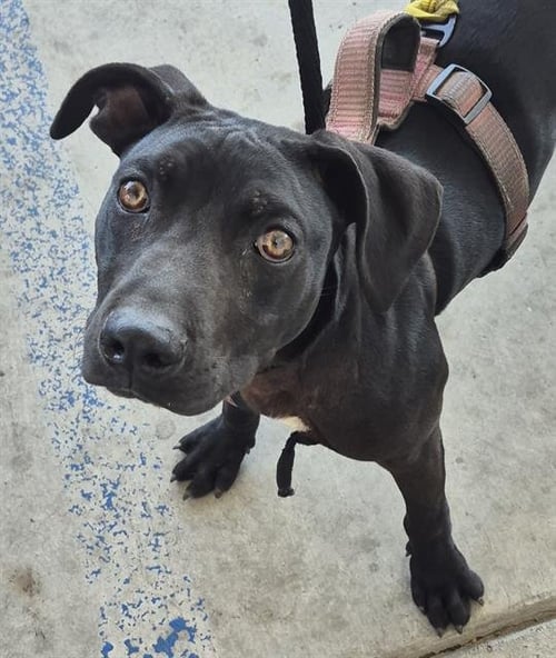 FLEAT - Pit Bull Terrier available for adoption