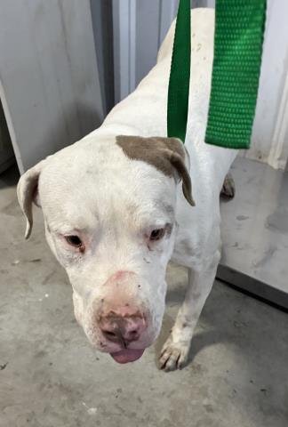 *BUG - Pit Bull Terrier available for adoption