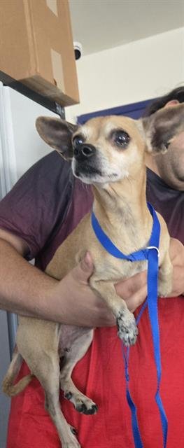 *AMO - Chihuahua available for adoption