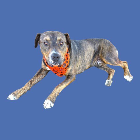 *DAVID - Mastiff available for adoption