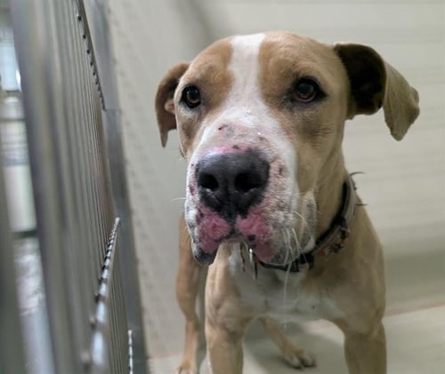 A1244772 - Pit Bull Terrier available for adoption