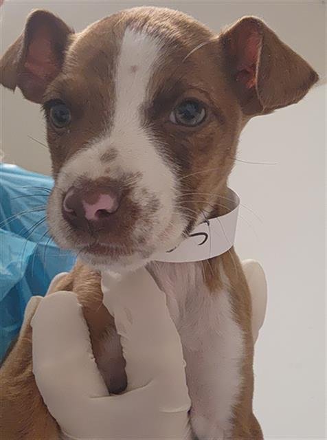 *REMY - Parson Russell Terrier available for adoption