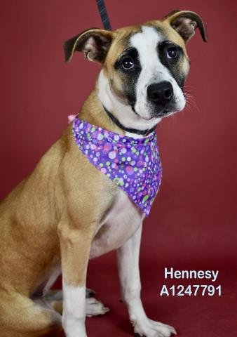 HENNESY Image