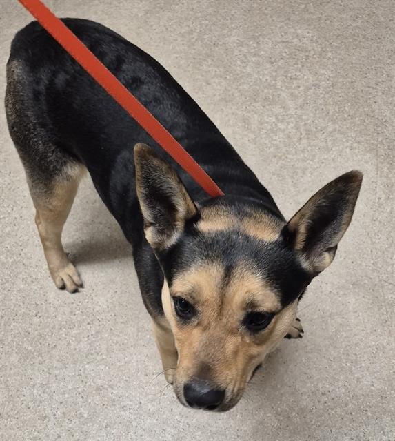 *WRENLY - German Shepherd Dog available for adoption