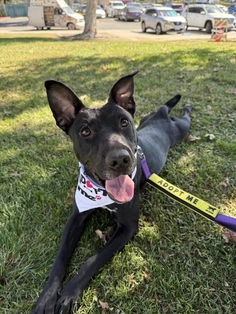 *PRINCESS CELESTIA - Pit Bull Terrier available for adoption