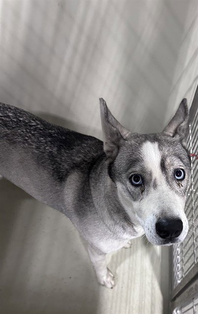 *ANGEL - Siberian Husky available for adoption