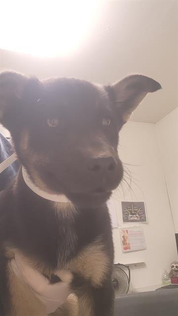 *MARY - German Shepherd Dog available for adoption