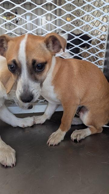 A1240393 - Chihuahua available for adoption