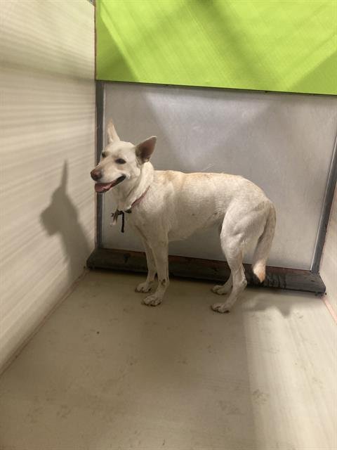 *FLAREON - Siberian Husky available for adoption