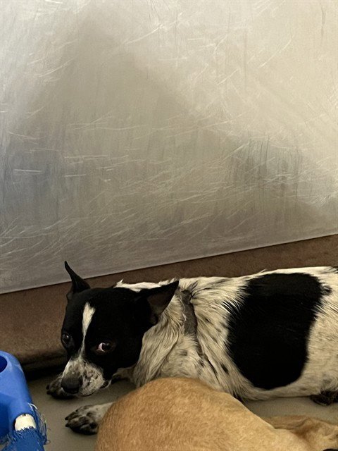 *LILY - Queensland Heeler available for adoption