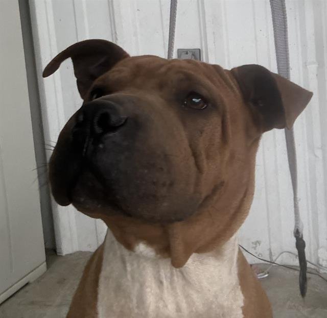 *CASHMERE - Chinese Shar-Pei available for adoption